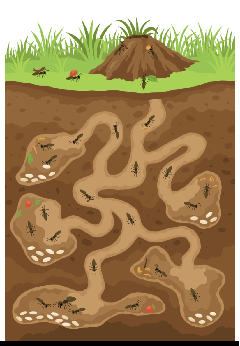 The Anthill representation